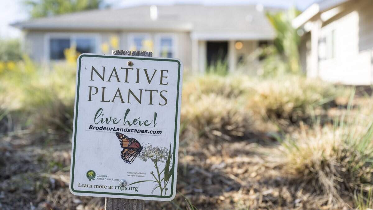 Baffled homeowner faced $900 city fine for native plant garden Sacramento paid for