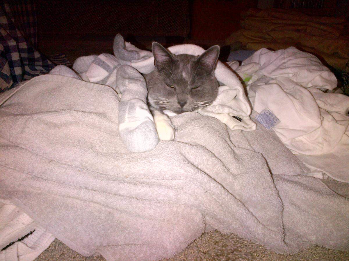 Smokey Snook has been voted cutest cat in the Sacramento area.