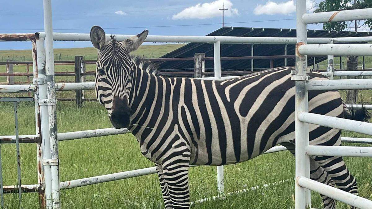 A zebra was found in unincorporated Lincoln on Friday, April 10.