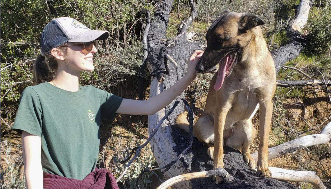 Erin Wilson is shown with her dog, Eva, the 2 1/2-year-old Belgian Malinois was badly wounded fighting with a mountain lion that had just attacked Wilson as the pair were out for an afternoon stroll along the Trinity River on Monday.