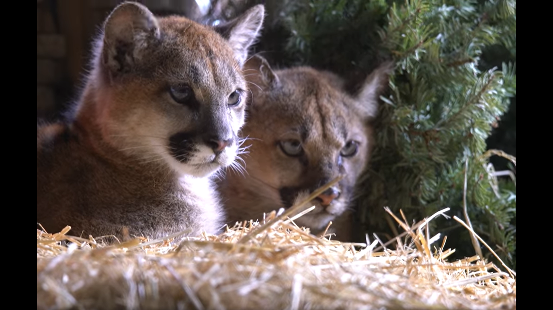 Two abandoned California mountain lion cubs, who quickly became friends after being rescued within weeks of each other, are preparing for their big move down south. 
