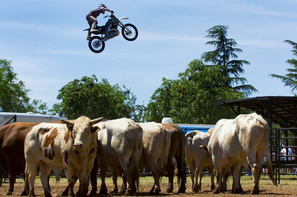 LEDE-- A stunt rider jumps his motorcycle from ram-to-ramp at the Elk Grove Regional Park in Elk Grove on Sunday May 6, 2007, while rodeo bulls wait to be ridden. The motorcycle performance was part of the entertainment for the 50th annual Western Festival. 2321 Sacramento Bee/ Randall Benton