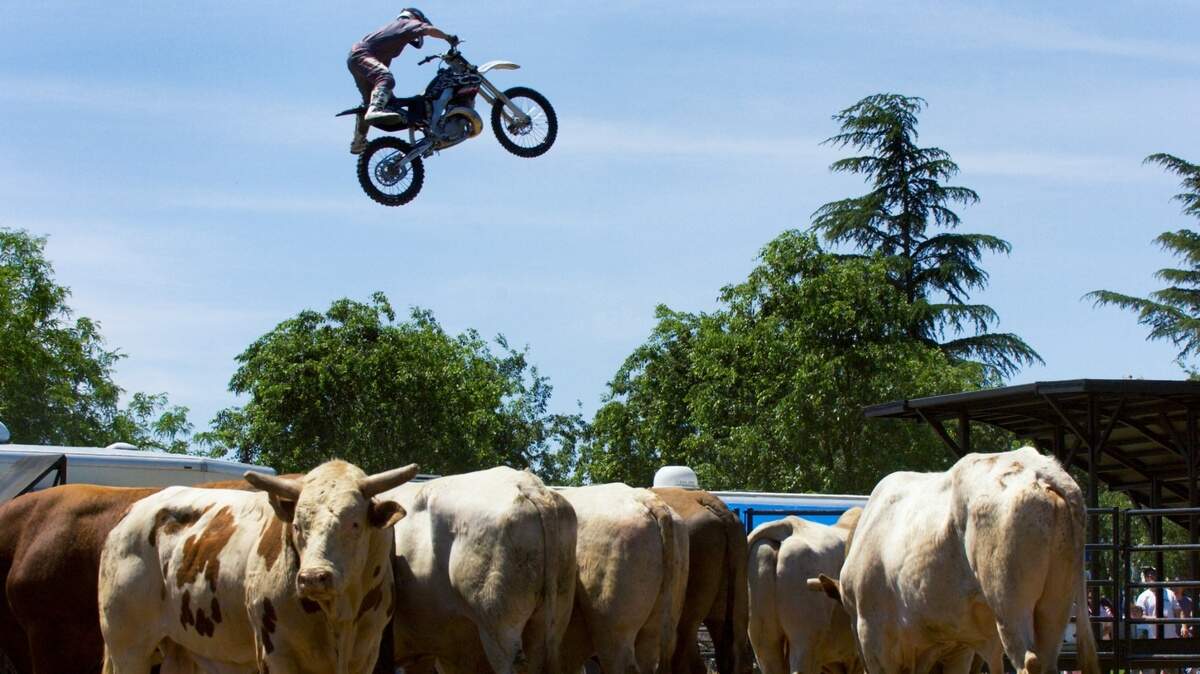 A stunt rider jumps his motorcycle from ram-to-ramp at Elk Grove Park on May 6, 2007, while rodeo bulls wait to be ridden. The festival was canceled for 2024.