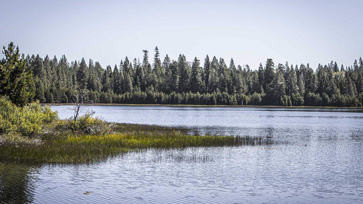 The 40 Acre Conservation League acquired more than 650 acres of Sierra forest land in the Emigrant Gap area of Placer County in August, using a $3 million award from the Wildlife Conservation Board and the Sierra Nevada Conservancy.