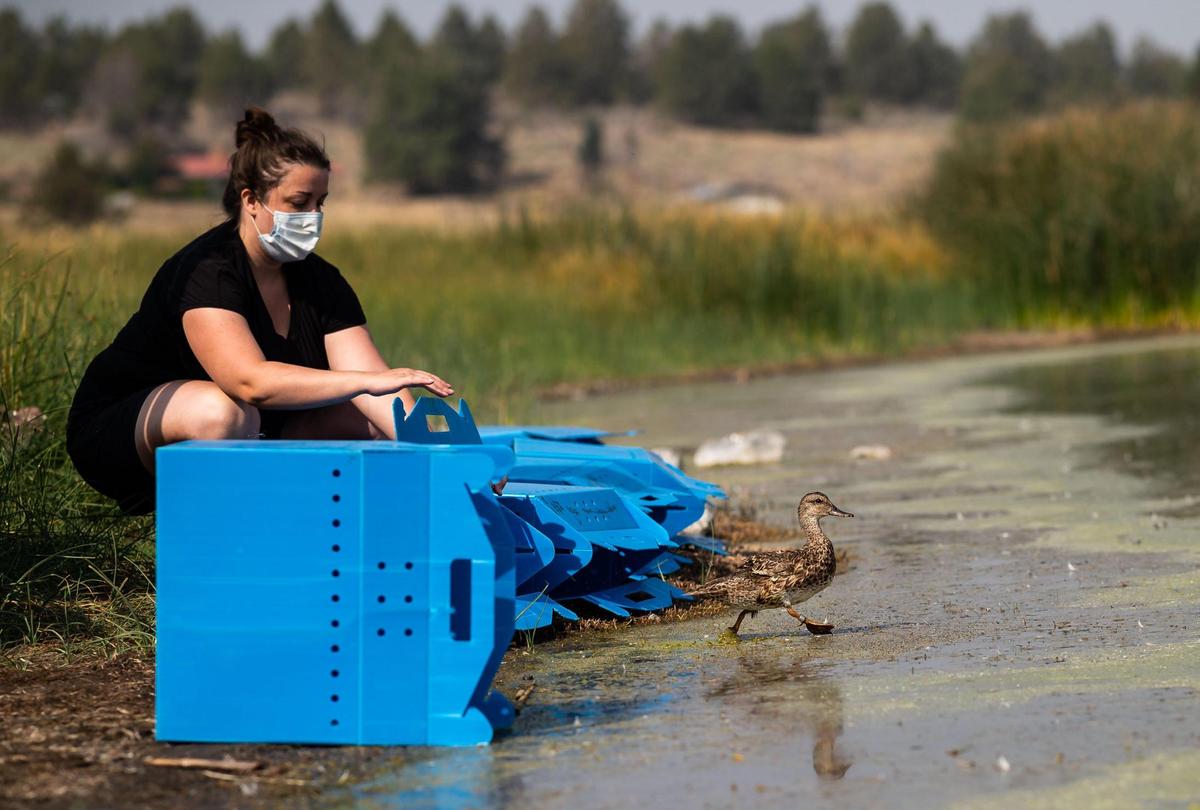 Jenna Farmer, intern with Bird Ally X, releases a mallard along with a handful of other ducks in early September into Indian Tom Lake in Siskiyou County. The birds had been nursed back to health after being poisoned from avian botulism at Tule Lake National Wildlife Refuge.