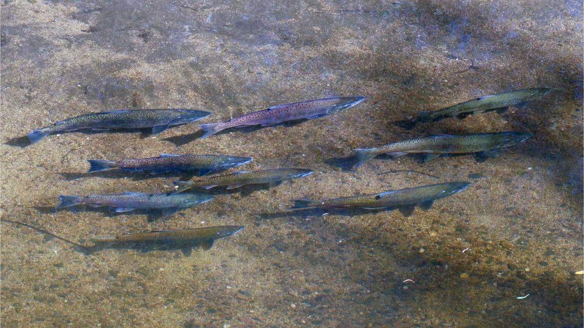 Salmon return to Auburn Ravine after Hemphill Dam Improvement Project completed