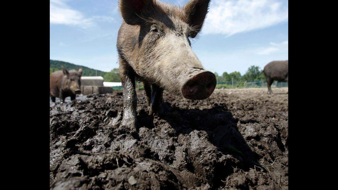 A feral hog stands in a New York holding pen in 2011. A California state senator introduced a bill intended to cull the population of feral hogs — by making it easier to hunt them.