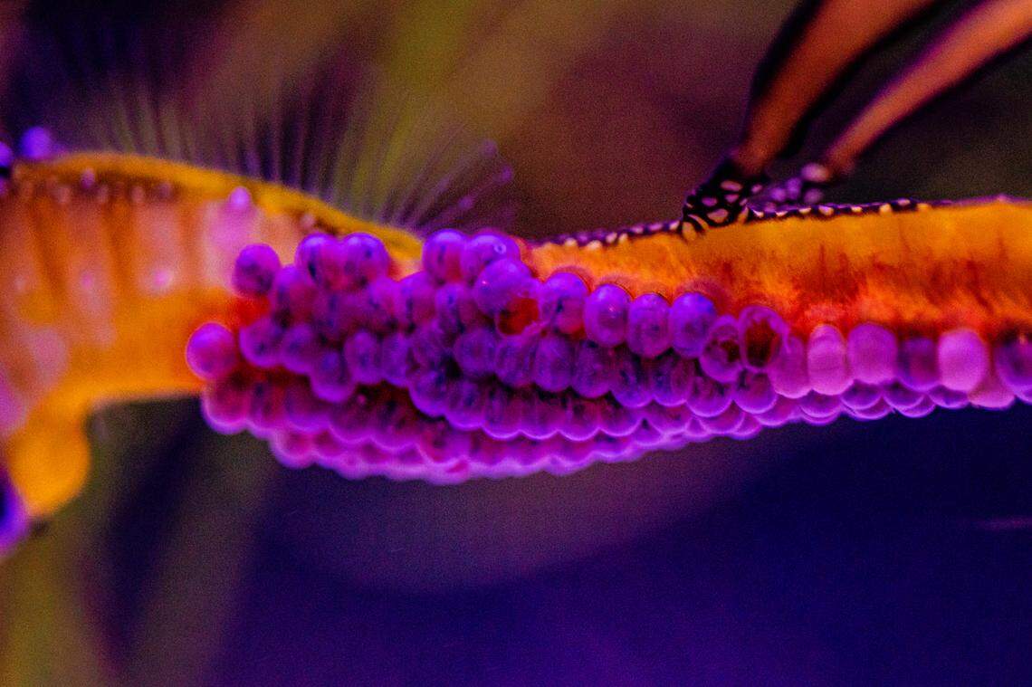 The pregnant male weedy seadragon at Birch Aquarium carried more than 70 eggs for weeks.