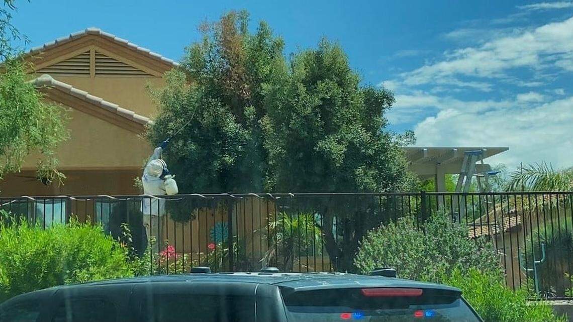 A beekeeper removed swarming bees from a home in Marana, Arizona, after it killed one person and injured five others on July 29, 2021.