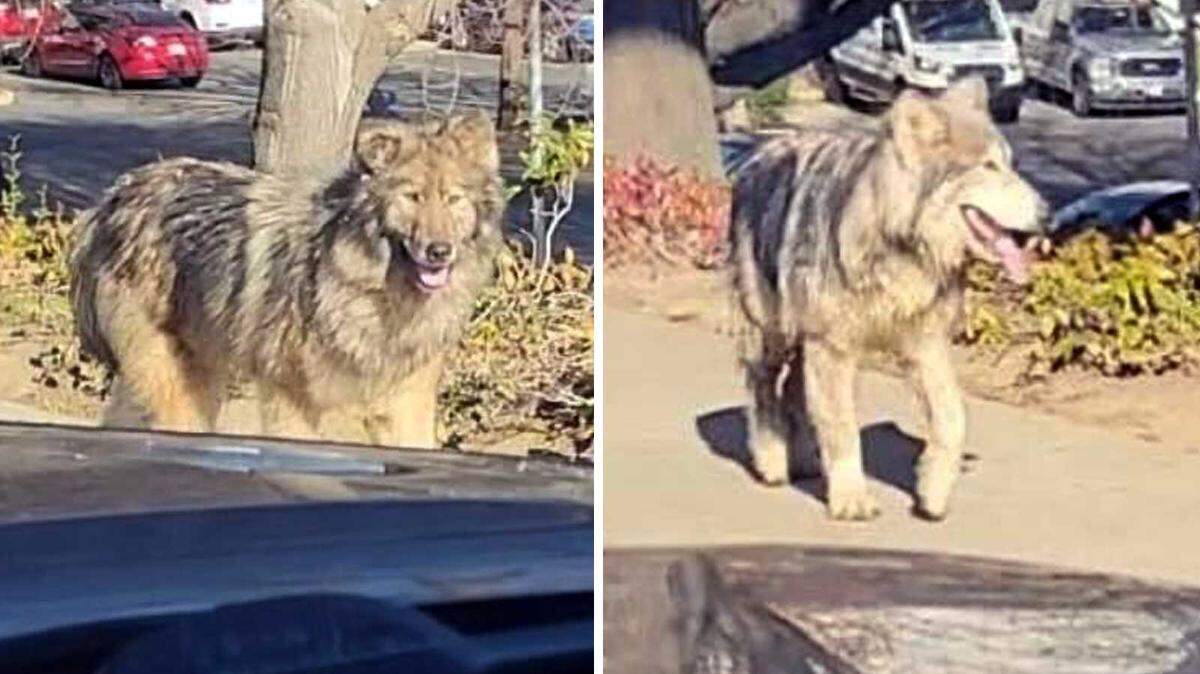 Two wolf-like dogs were photographed Tuesday, Jan. 14, 2025, near a South Natomas office park across Garden Highway from Discovery Park. City animal control officers said three wolf dog hybrids were captured but two from the stray pack remain at large.
