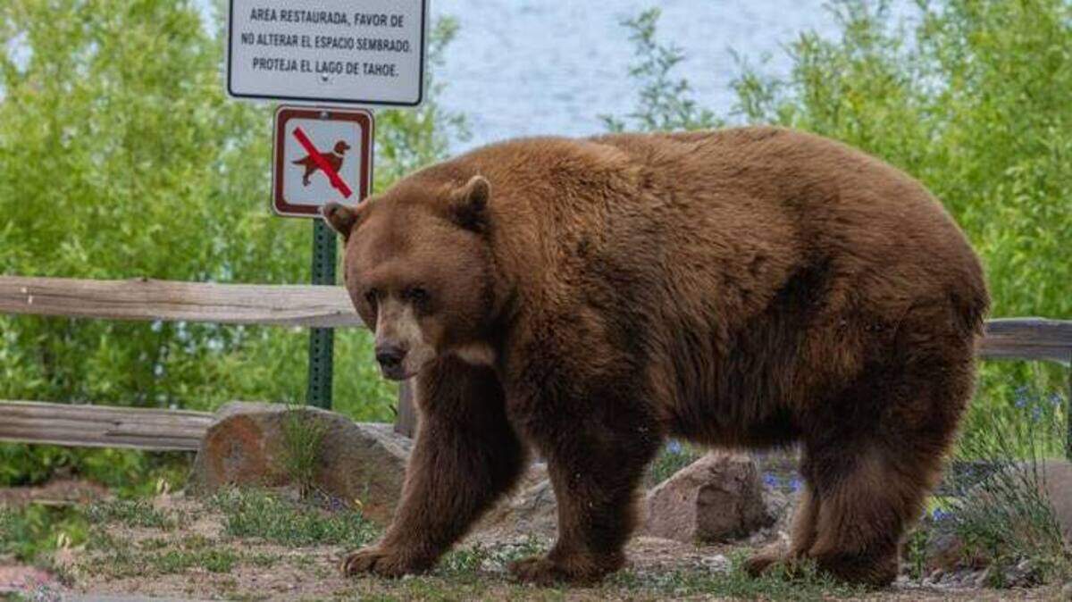 Named Mr. T-Shirt by the Placer County Sheriff’s Department, a bear known to roam around Kings Beach area was cornered by tourists taking photos of him.