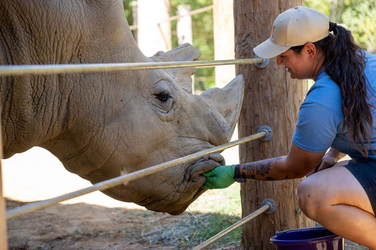 Sacramento Zoo animal care supervisor and ungulate keeper Jocelyn Katzakian feeds a 28-year-old southern white rhinoceros named J Gregory after his arrival in 2023. On Wednesday, zoo officials said they would be staying put in Land Park and abandoning a plan to move the facility to Elk Grove.