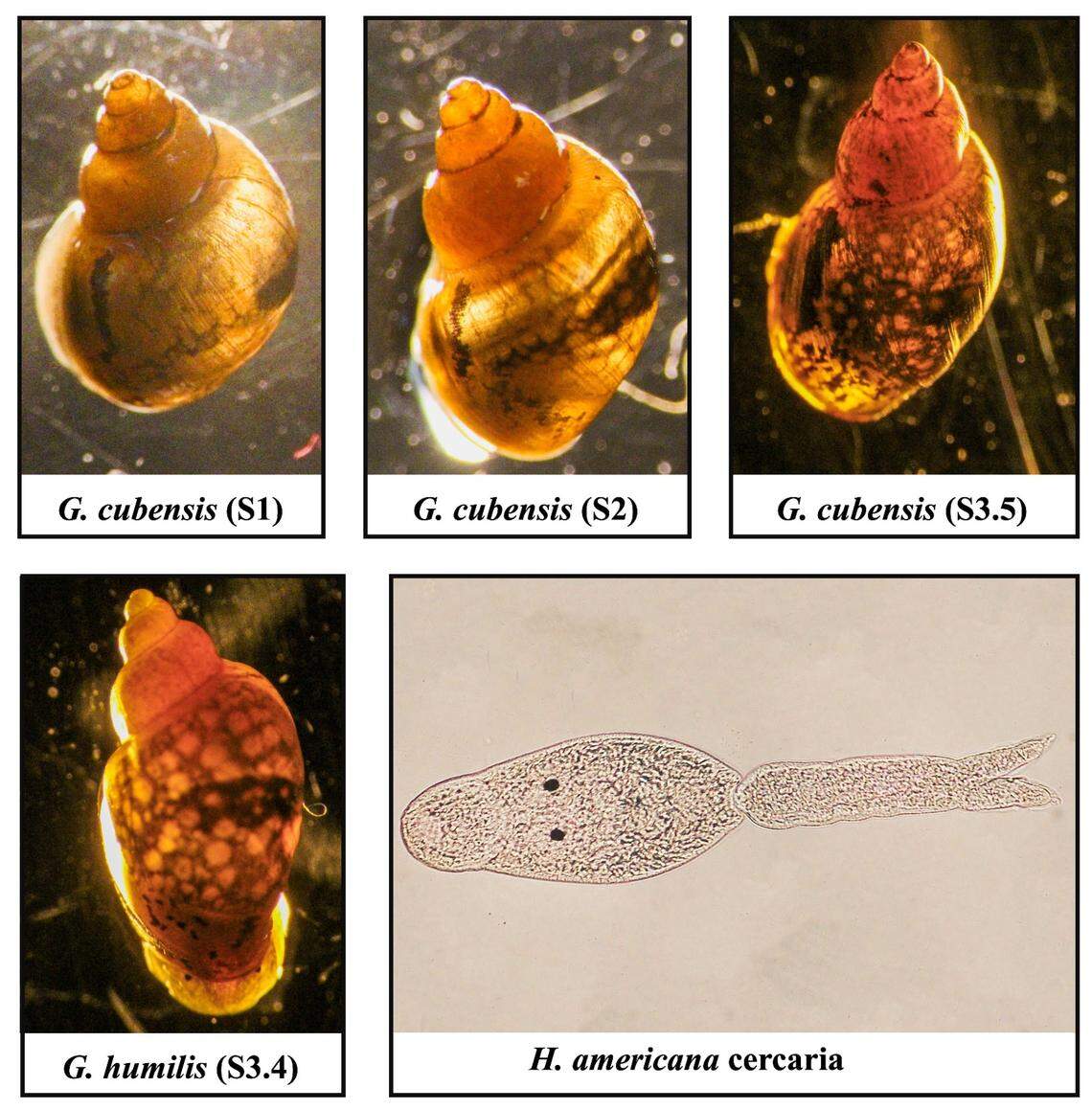 The flatworm H. americana and the snail that transmits it during one of its life stages. UC Riverside scientists confirmed, for the first time, that the fatal dog parasite is present in California.