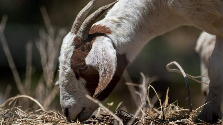 Placer County warns Legislature goat herder wage change could hurt wildfire grazing