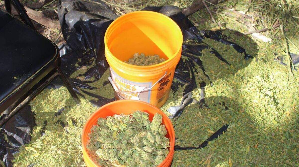 A total of 755 pounds of marijuana was found Wednesday at a commercial marijuana cultivation site near Palmero along North Honcut Creek. Two men were arrested and other illegal items were found on the property, according to the Butte County Sheriff’s Department.
