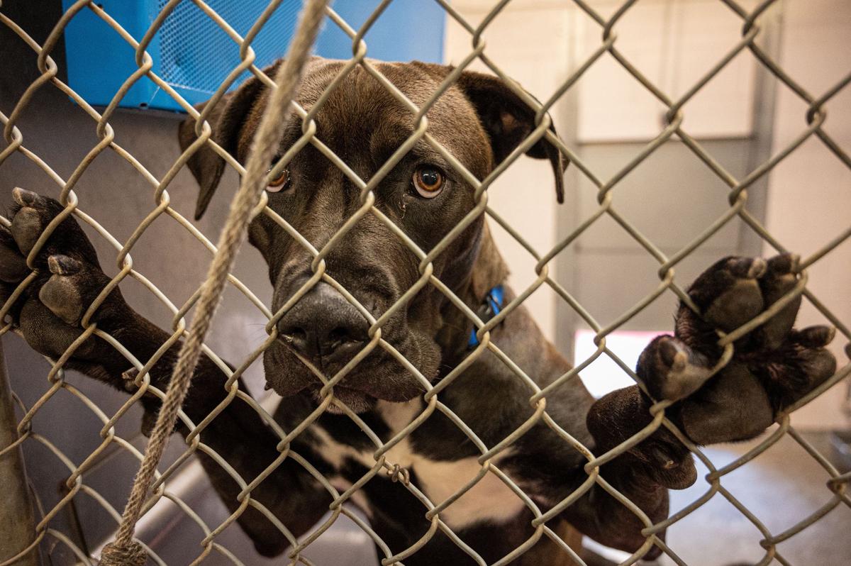 American Pit Bull Terrier peers out of kennel fence at Front Street Animal Shelter in Sacramento on June 13, 2024.