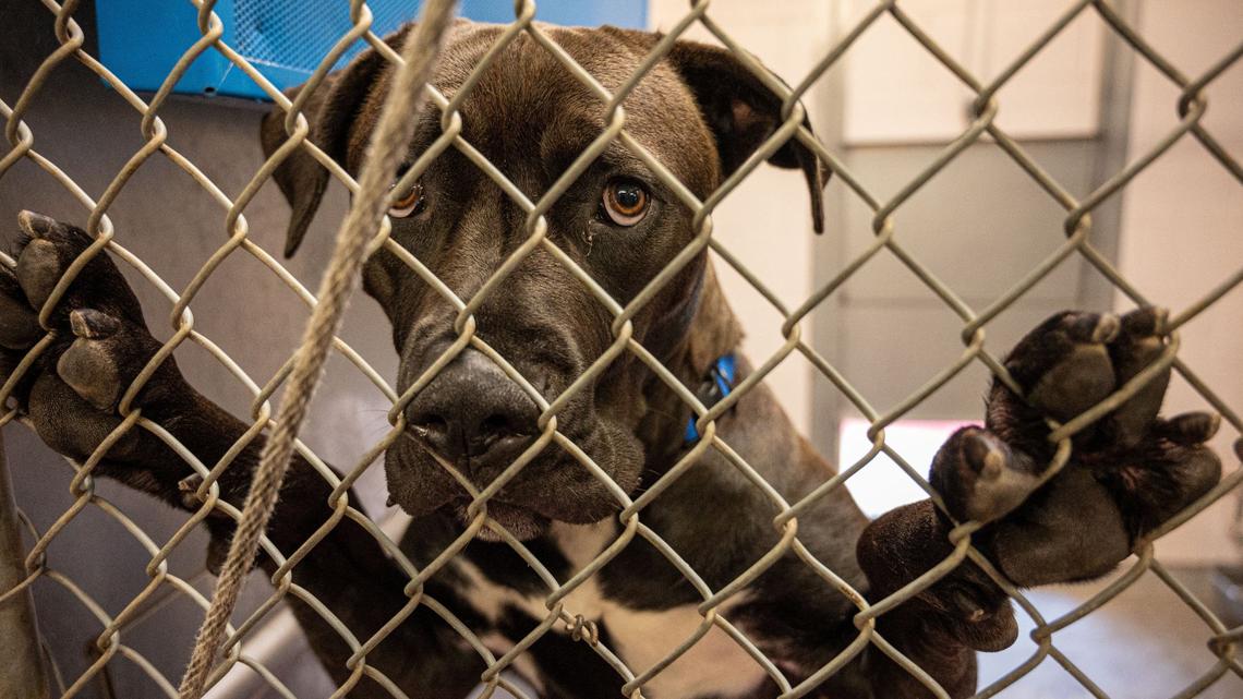 Sacramento residents could own more dogs under proposed ordinance