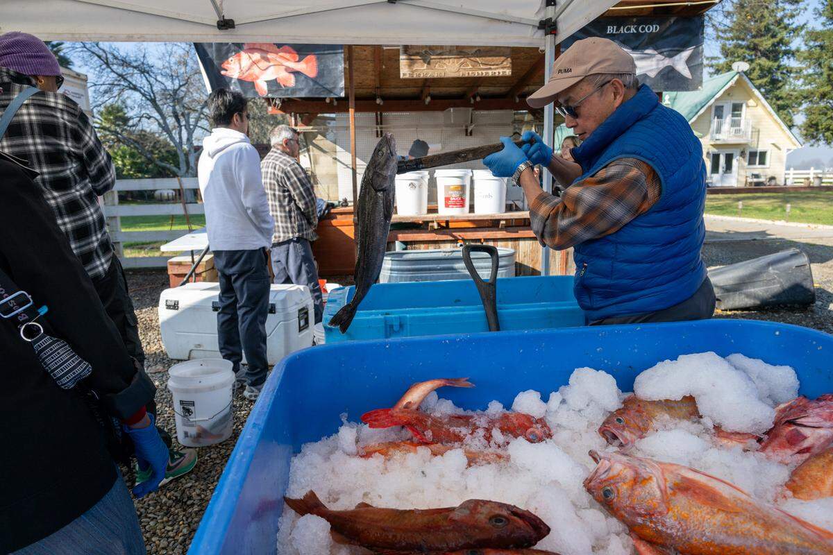 Raymond Leung selects a black cod and waits to have the fish cleaned and filleted at Ferrari Fisheries on Jan. 14 in West Sacramento. 
