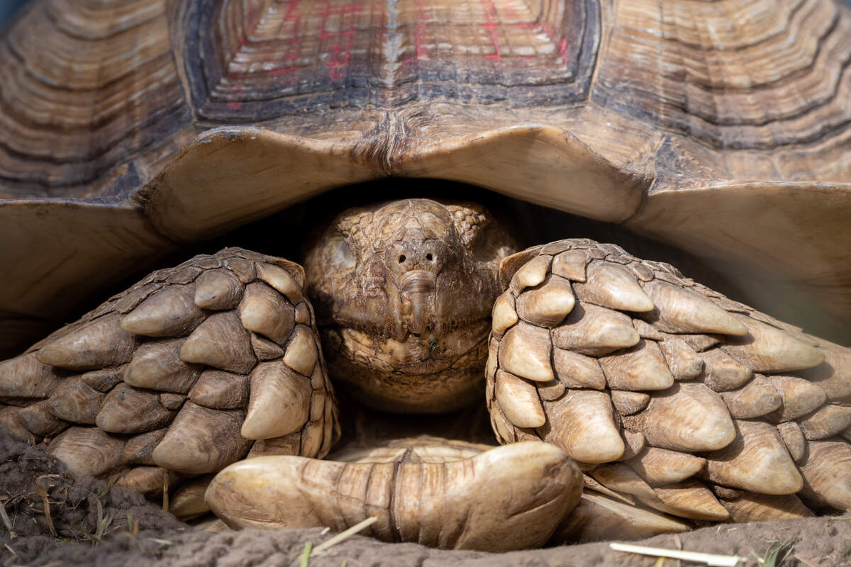 A 10-year-old tortoise named Sweet Potato is up for adoption at Good Sense Dogs Rescue in Carmichael. Kristi Schall runs a small boutique rescue of small dogs and cats, and also has a number of box turtles that people have found on the roads.