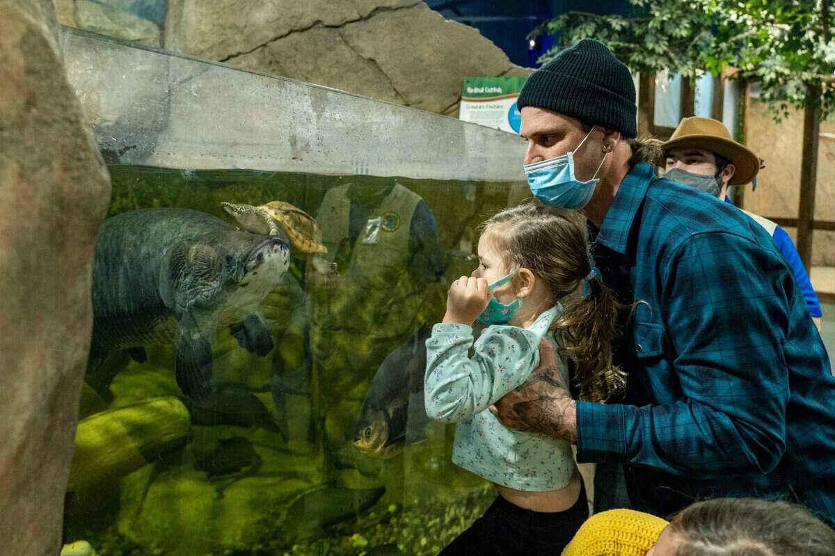 Delilah McQuirk, 3, prepares to feed some fish with assistance from father David McQuirk at SeaQuest in Folsom, California, near Sacramento, in 2021.