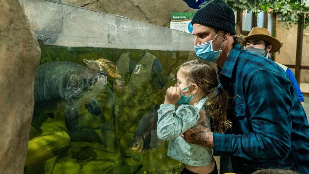 Delilah McQuirk, 3, prepares to feed some fish with assistance from father David McQuirk of Vacaville at SeaQuest in Folsom on March 20, 2021. The Boise, Idaho-based owner is asking a bankruptcy judge to allow the company to be sold for $88,000.
