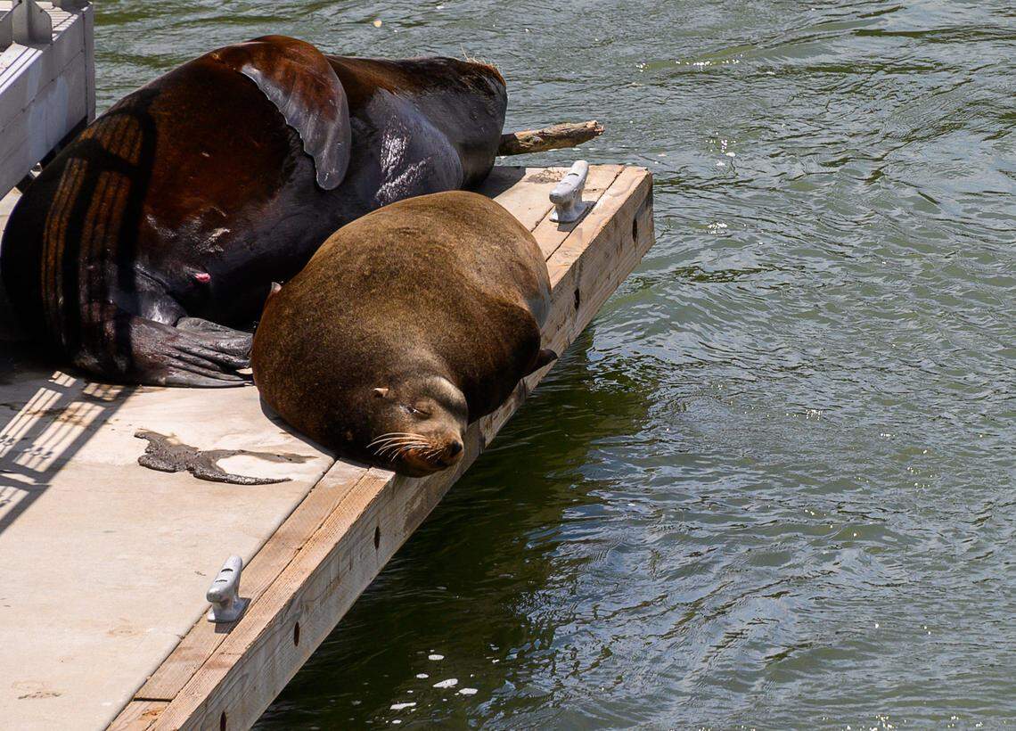 Sea lions lounge on the dock near the Tower Bridge on in May 2019 in Sacramento.