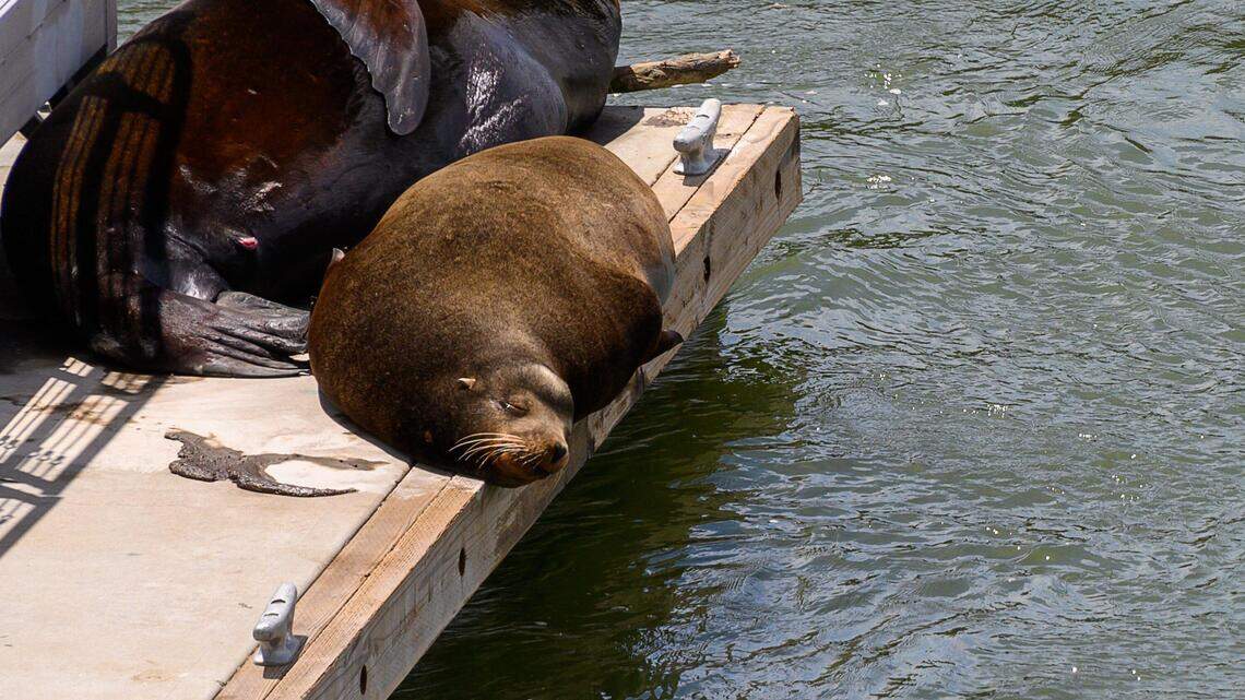 Sea lions in Sacramento? Here’s why these marine animals come so far inland