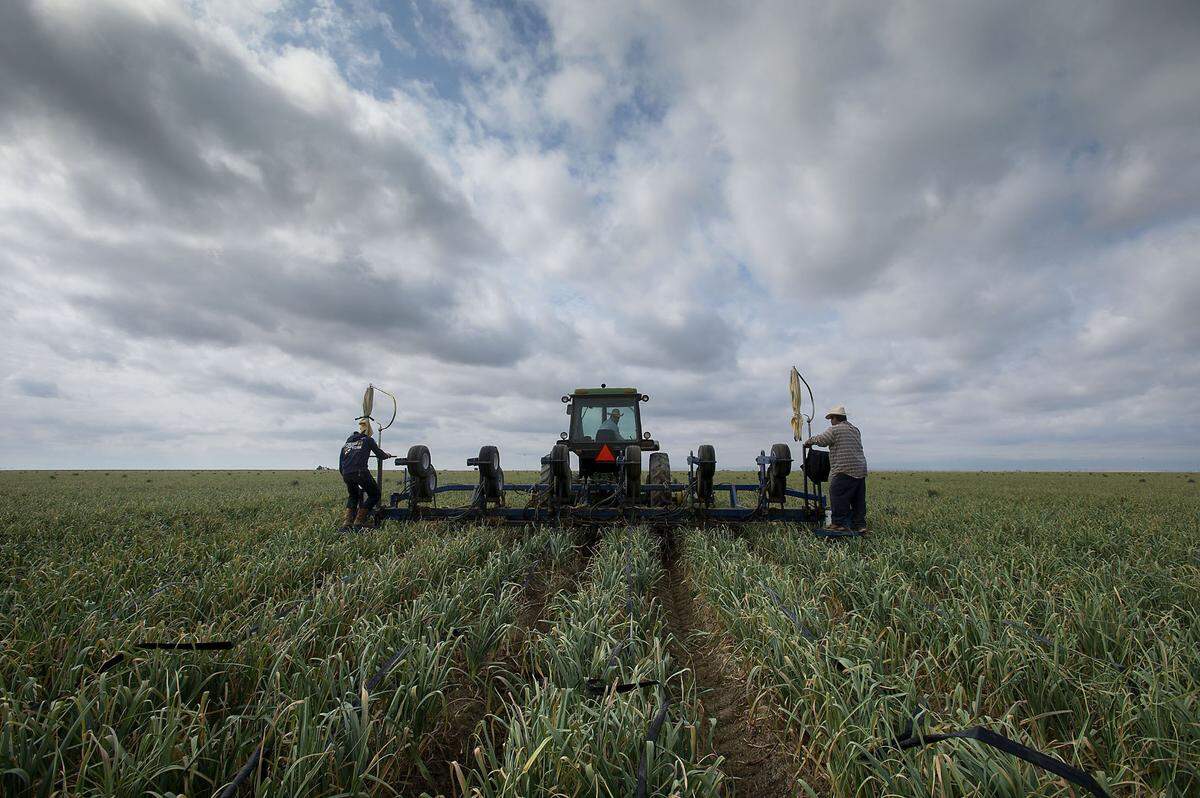 Farm workers pull up irrigation drip lines, a routine process, in a garlic field served by the Westlands Water District near Huron in Fresno County in 2015.