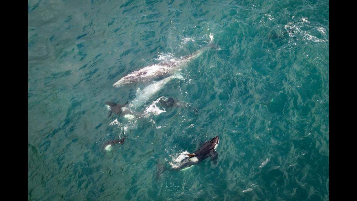 Photographer Jaklyn Larsen said she felt like she was “living in a National Geographic moment” while capturing an orca whale predation event off the Oregon coast.