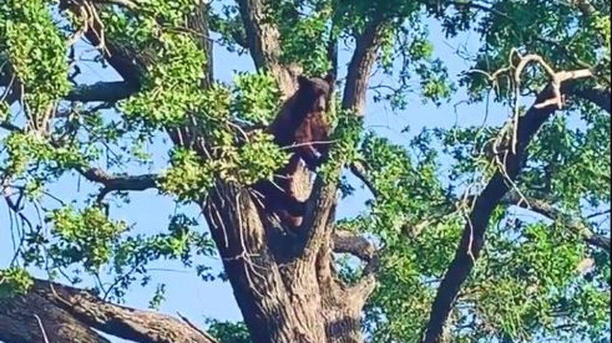 A black bear was spotted in a tree near the 200 block of North Orchard Avenue in Vacaville, California, the morning of Monday, May 2, 2022.