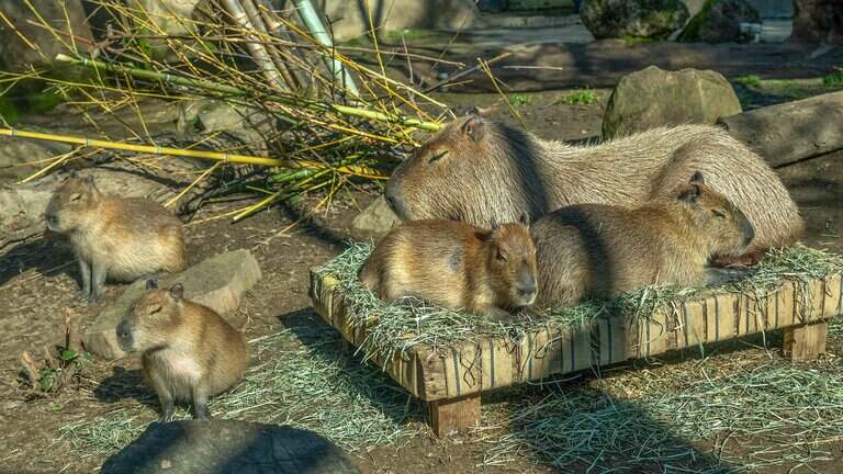 Sacramento City Council to consider allowing zoo expansion in Land Park