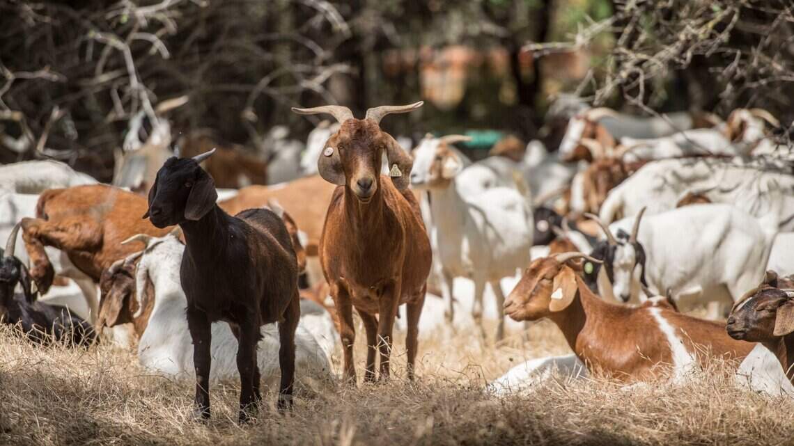 Goats grazing in your backyard? This climate solution is gaining ground in California