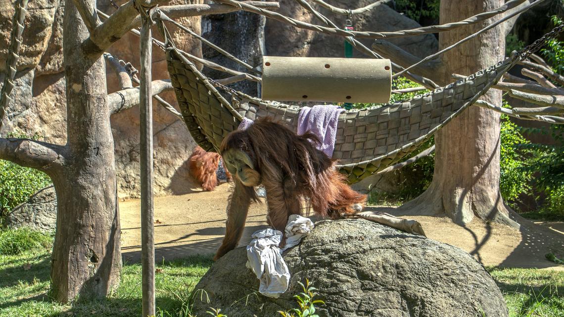 ‘Looking for people’: Zoo animals call out to community during coronavirus closure