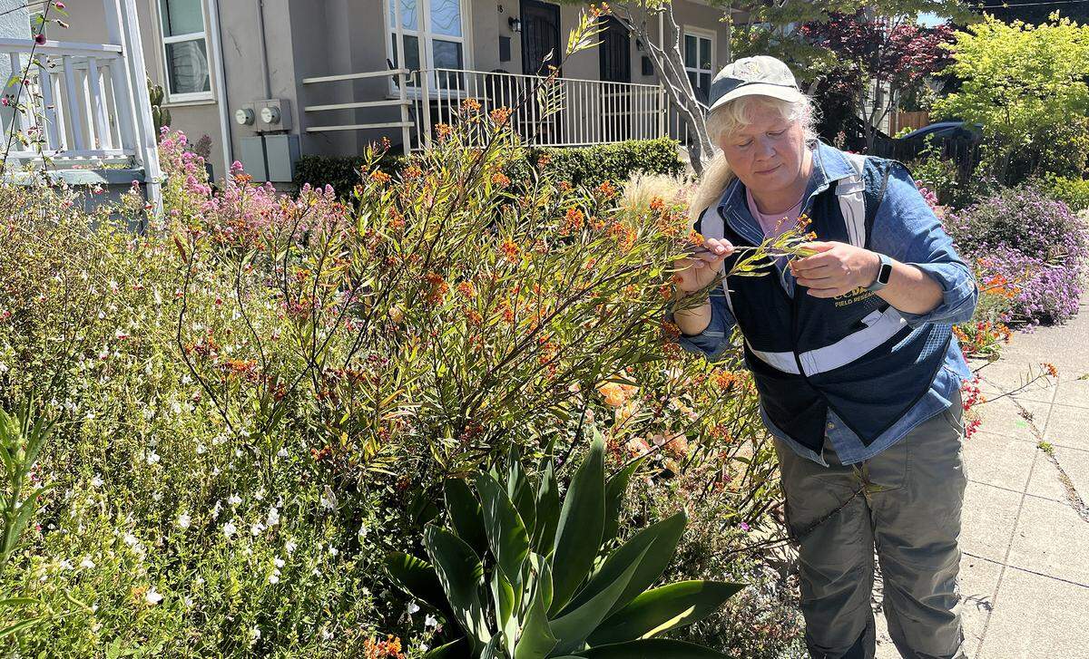 UC Davis Professor Elizabeth Crone checks a tropical milkweed in an urban garden for monarch eggs and caterpillars. Gardens containing tropical milkweed are often deemed harmful to migratory monarchs in California, but a study by Crone and other researchers suggests that conservationists should focus their messaging elsewhere.
