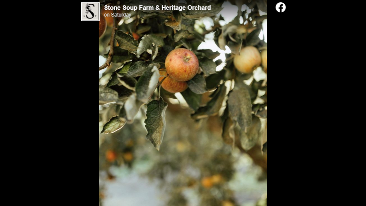 Yelp released a list of the top 25 apple picking spots in the country and a small farm in Oak Glen, California, made the list.