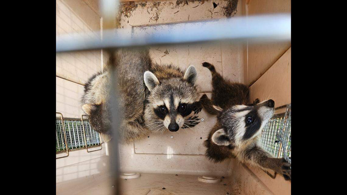 A raccoon family was rescued from the garden department of a Colorado Home Depot, officials said.