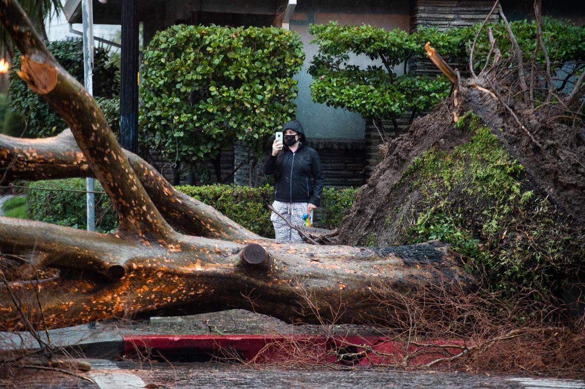 A woman take a photo of a fallen tree on Wednesday, Jan. 27, 2021, brought down by a severe storm that hit the Sacramento region.