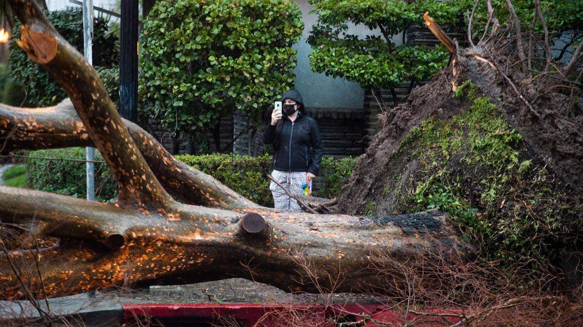 A woman take a photo of a fallen tree on Wednesday, Jan. 27, 2021, brought down by a severe storm that hit the Sacramento region.