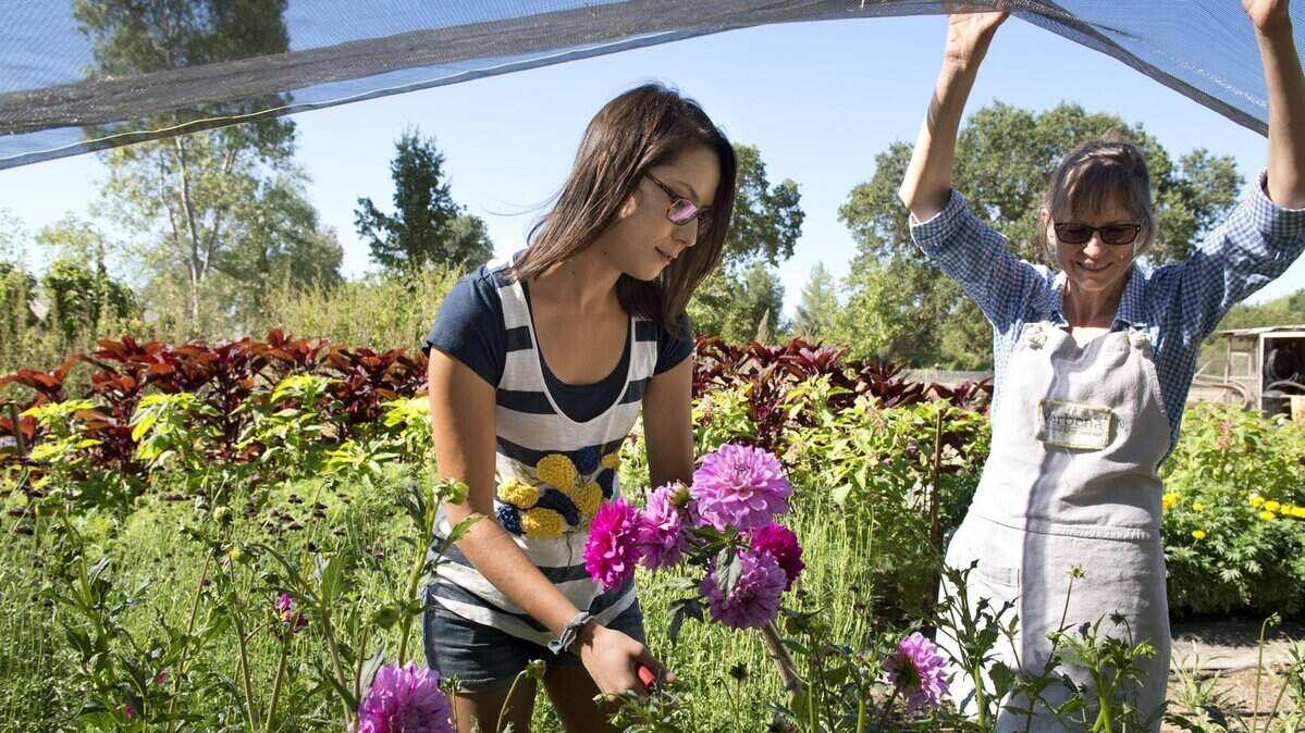 Farmers/florists Karly Plarisan, left, and her mother Karen Plarisan cut dahlia's from their flower garden at Verbena Flowers and Trimmings on Tuesday, July 1, 2014 in Roseville, Calif.
The mother/ daughter team cut out the middle man and grow their own "slow flowers" on their one acre property. 
