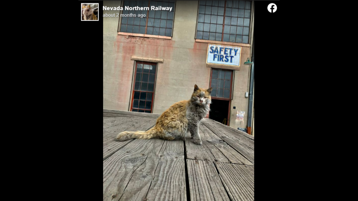 Dirt the railway cat became an internet sensation after a photo of him was posted to the Northern Railway Museum’s Facebook page.