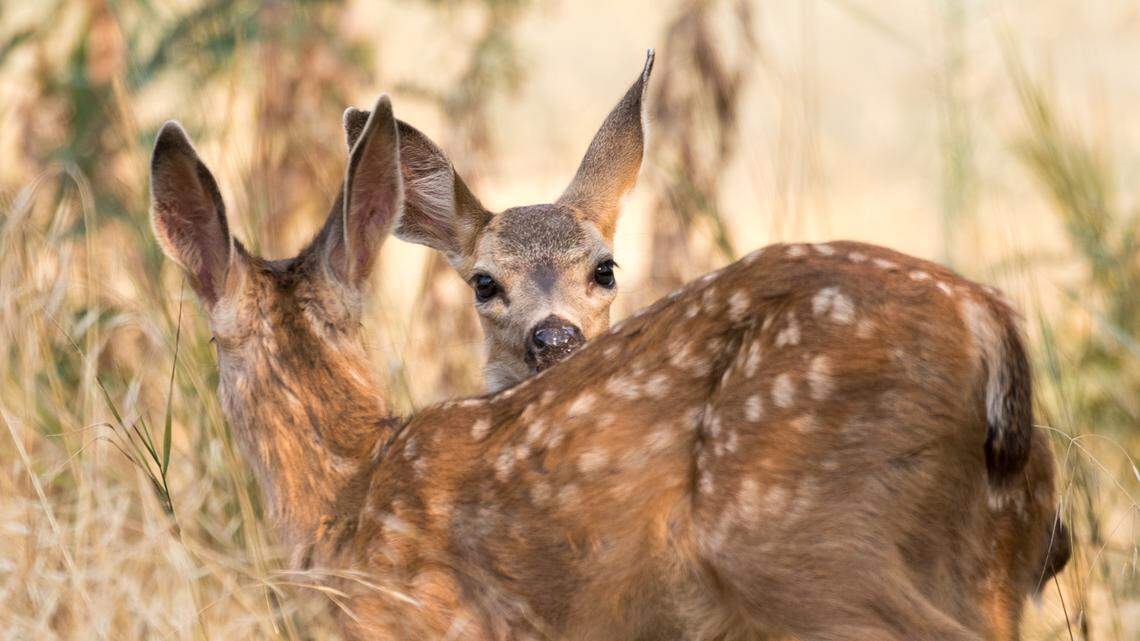 A pair of mule deer fawns at Sacramento’s American River Parkway on August 24, 2018. (CDFW Photo/Travis VanZant)