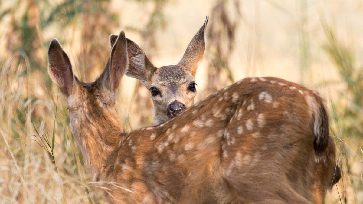 A pair of mule deer fawns at Sacramento’s American River Parkway on August 24, 2018.