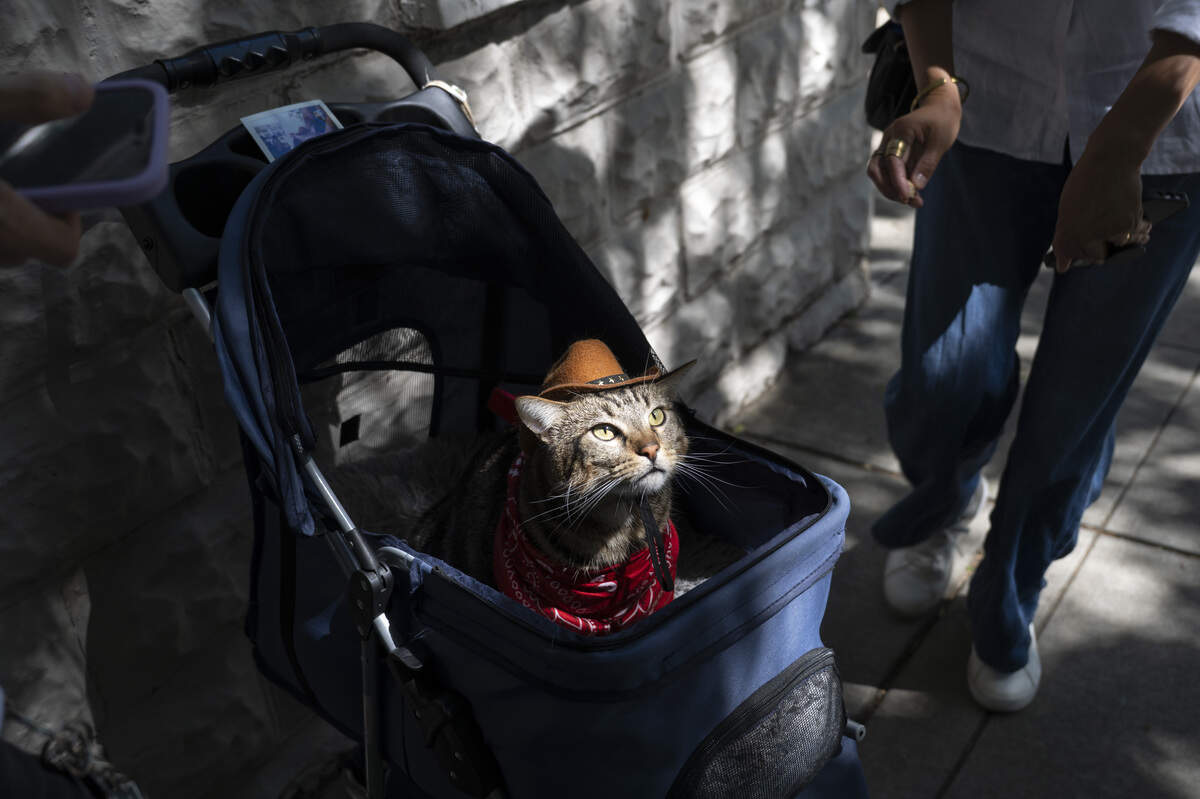 Colten Vanderpool’s cat Ollie sits in a stroller during the NorCal Resist Cat Tour in Sacramento on Sunday, June 7, 2026.