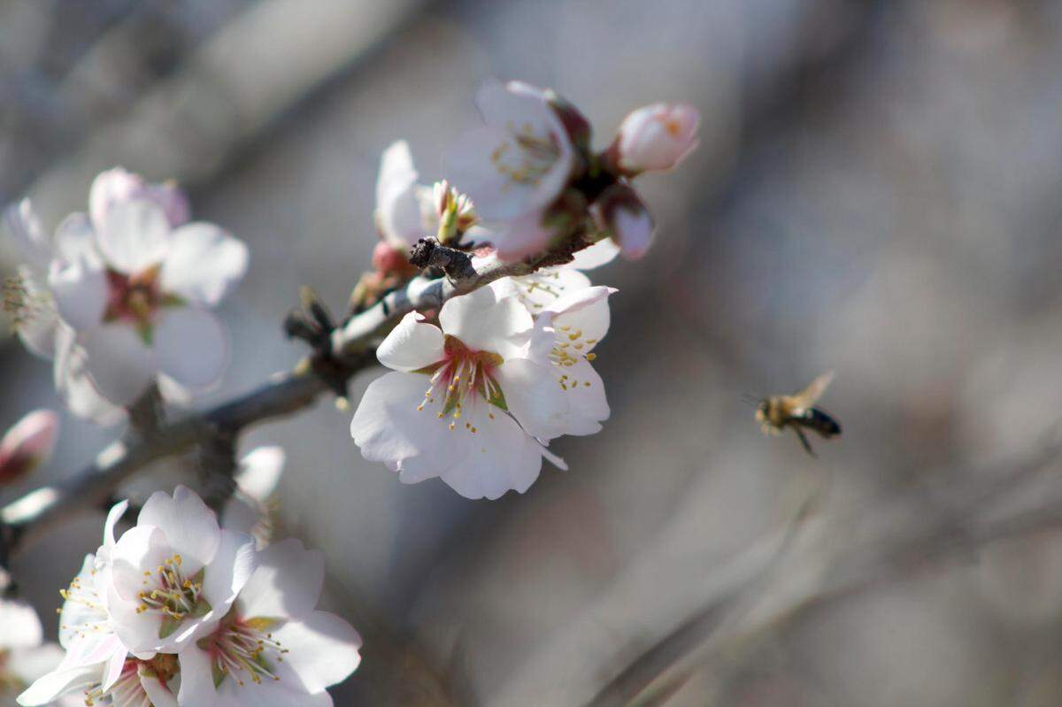 A honeybee buzzes between branches of an almond tree in one of Sarbdeep Atwal’s orchards on Friday, Feb. 14, 2025. The California State Beekeepers Association expects too few bees for California’s almond bloom due to a nationwide shortage.