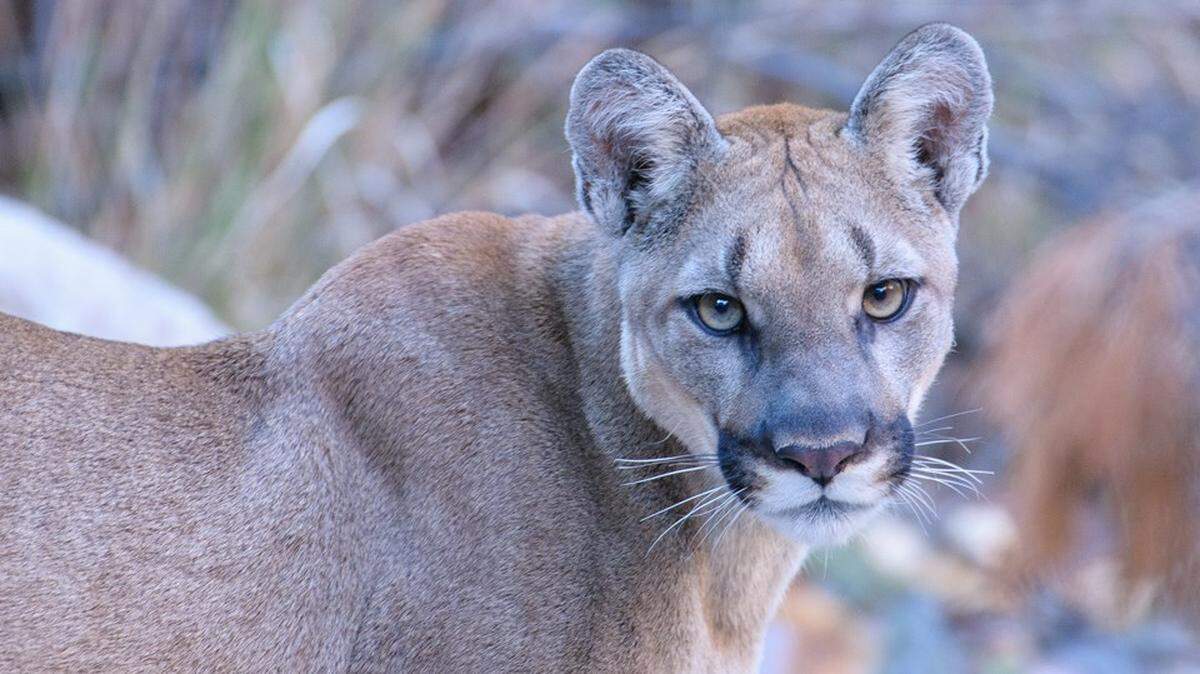 How often do California mountain lions attack? Here’s what to know if cougars are near