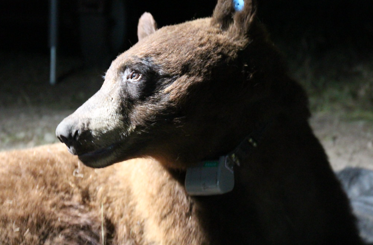 Biologists named him BB-12. He’s between 3 and 4 years old by their estimate, and though there have been bear sightings before, it’s “the first time biologists have captured and radio-collared a bear in the Santa Monica Mountains.”