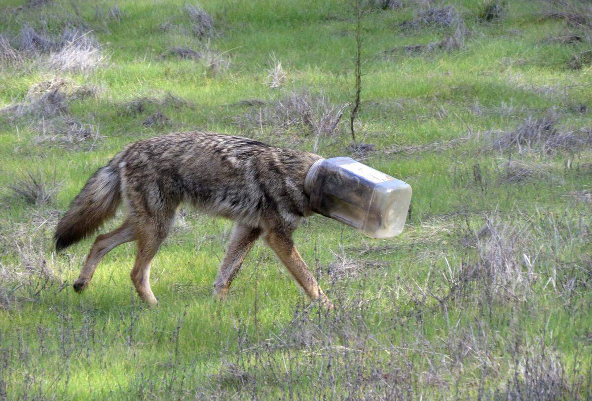 A young female coyote spent nearly two weeks in 2018 wandering Placer and El Dorado counties with a plastic jar stuck on its head. Volunteers from Gold Country Wildlife Rescue and Sierra Wildlife Rescue rescued her and got her treatment.