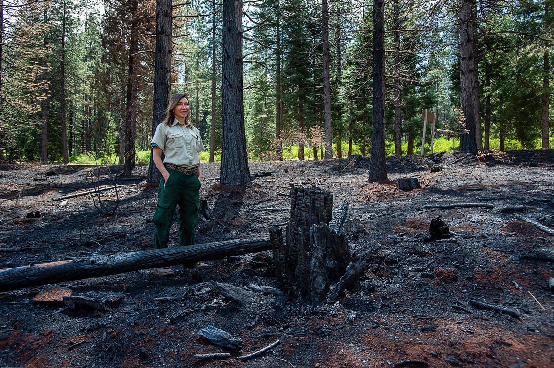 Shelly Allen, a fire management officer for the U.S. Forest Service, tours a 65-acre area on Friday, May 24, 2019, that was burned in May after a lightning strike started the Sugar Fire in the Tahoe National Forest.