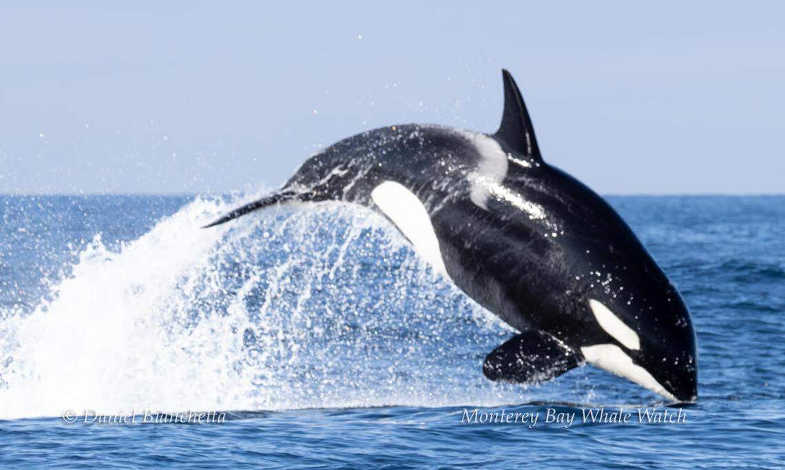 The killer whales were spotted breaching during the attack.