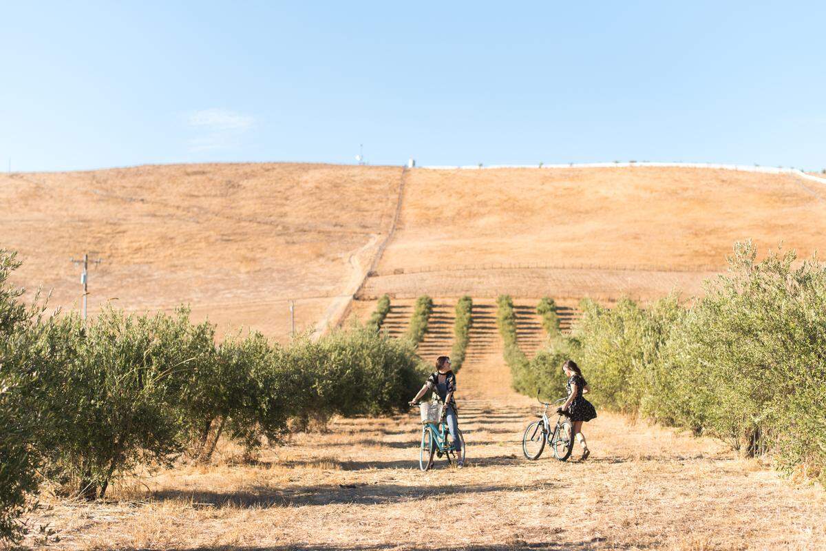 Bike through the rolling expanse of Retzlaff Vineyards.